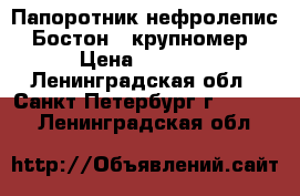 Папоротник нефролепис “Бостон“, крупномер › Цена ­ 1 200 - Ленинградская обл., Санкт-Петербург г.  »    . Ленинградская обл.